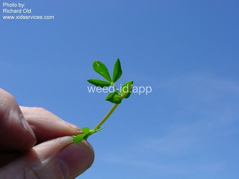 trefoil, birdsfoot